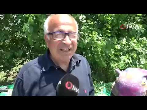 Hasadı başlayan taze fasulye tarlada 50 TL’ye satılıyor Hasadı başlayan taze fasulye tarlada 50 TL’ye satılıyor