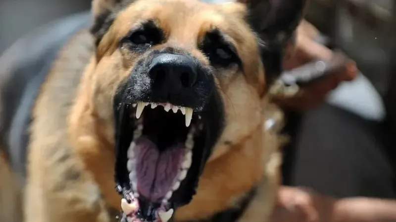 Kastamonu’da sokak köpeği dehşeti yaşandı!