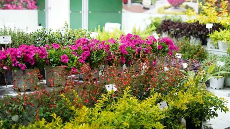 Türkiye, dünya süs bitkileri pazarında söz sahibi oluyor