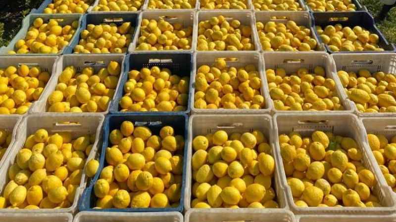 Üreticide 2,5 lira olan limon markette 16 liradan fazlaya satılıyor Üreticide 2,5 lira olan limon markette 16 liradan fazlaya satılıyor