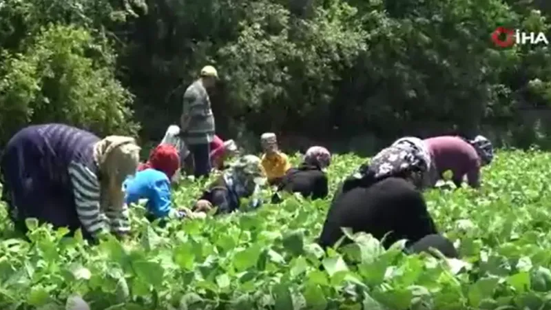 Hasadı başlayan taze fasulye tarlada 50 TL’ye satılıyor Hasadı başlayan taze fasulye tarlada 50 TL’ye satılıyor