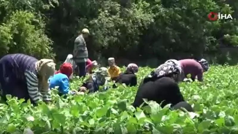 Hasadı başlayan taze fasulye tarlada 50 TL’ye satılıyor
