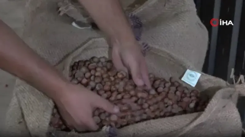TMO Ordu’da fındık alımına başladı: İlk fındık 132,60 liradan satıldı