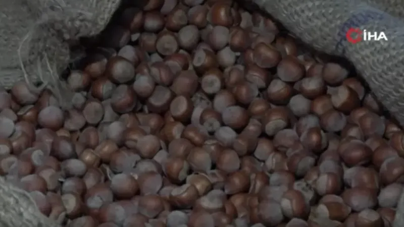 TMO Ordu’da fındık alımına başladı: İlk fındık 132,60 liradan satıldı