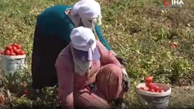 Hasat dönemi başladı: Çiftçiler, bin liranın üzerinde yevmiyeyle çalıştıracak işçi bulamakta zorlanıyor