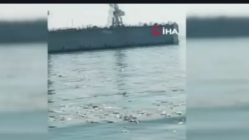 İzmir Körfezi’nde bilindik manzara: Yine binlerce ölü balık görüldü İzmir Körfezi’nde bilindik manzara: Yine binlerce ölü balık görüldü