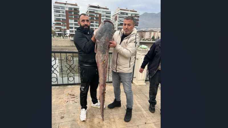 Yeşilırmak Nehri'nde 1,5 metrelik yayın balığı yakalandı