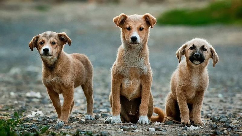 Tarım ve Orman Bakanlığı 81 il valiliğine sokak hayvanları için yazı gönderdi