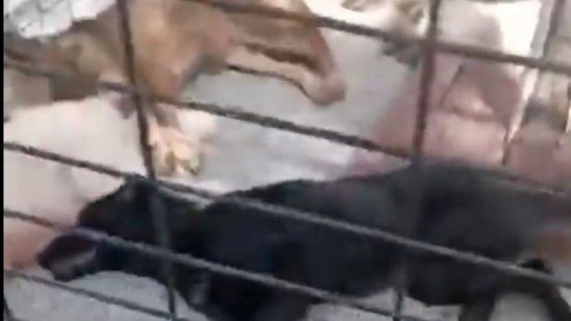 Osmangazi Belediyesi’nden hayvan katliamı! Osmangazi Belediyesi’nden hayvan katliamı!