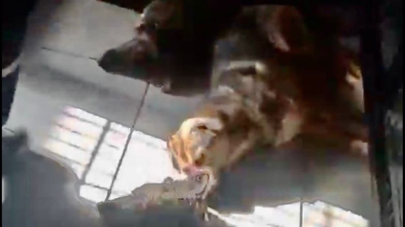 Osmangazi Belediyesi’nden hayvan katliamı! Osmangazi Belediyesi’nden hayvan katliamı!