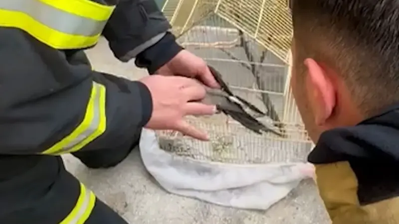 Yangın dumanından etkilenen papağana kalp masajı Yangın dumanından etkilenen papağana kalp masajı