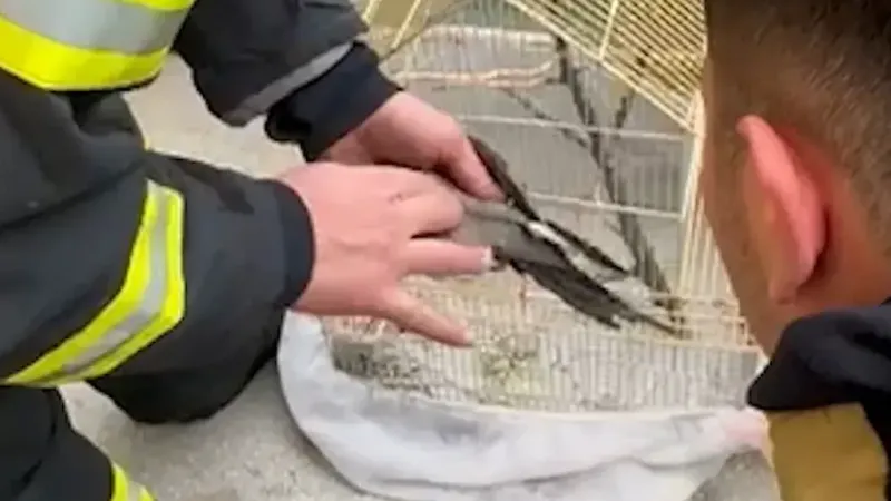 Yangın dumanından etkilenen papağana kalp masajı Yangın dumanından etkilenen papağana kalp masajı