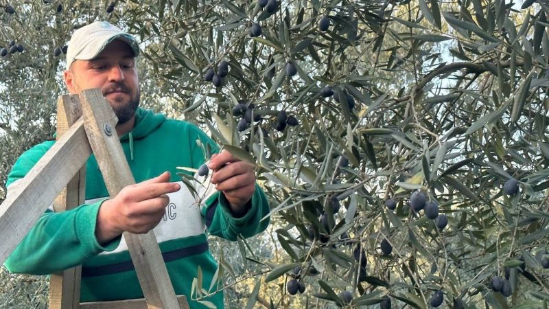 Mart ayında zeytin hasadı şaşırttı
