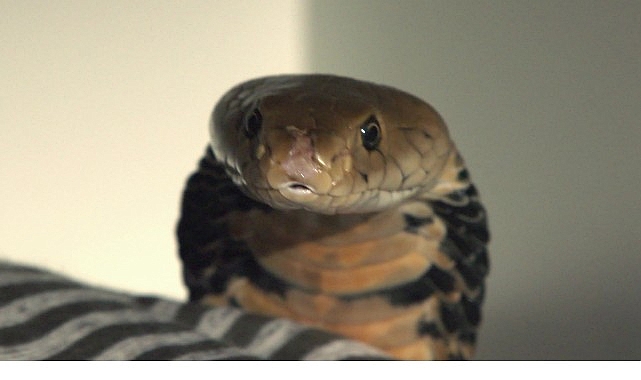 2 Bölümden Oluşan 'Şehirdeki Yılanlar: İstila',   4 ve 11 Temmuz Cumartesi Saat 20.00'de  National Geographic WILD Ekranlarında İzleyicilerle Buluşuyor!   