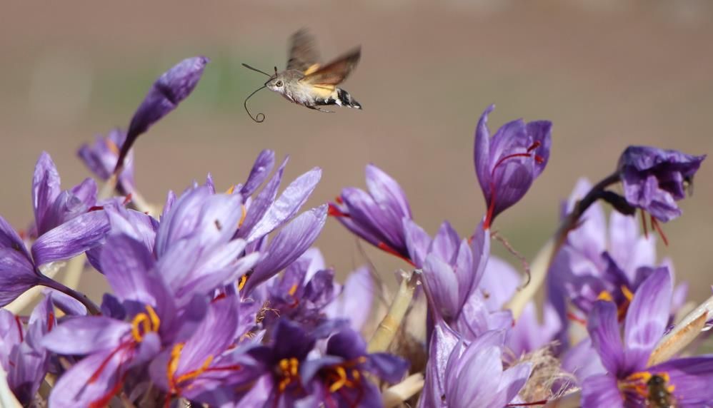 1 gramı 500 TL'den satılıyor