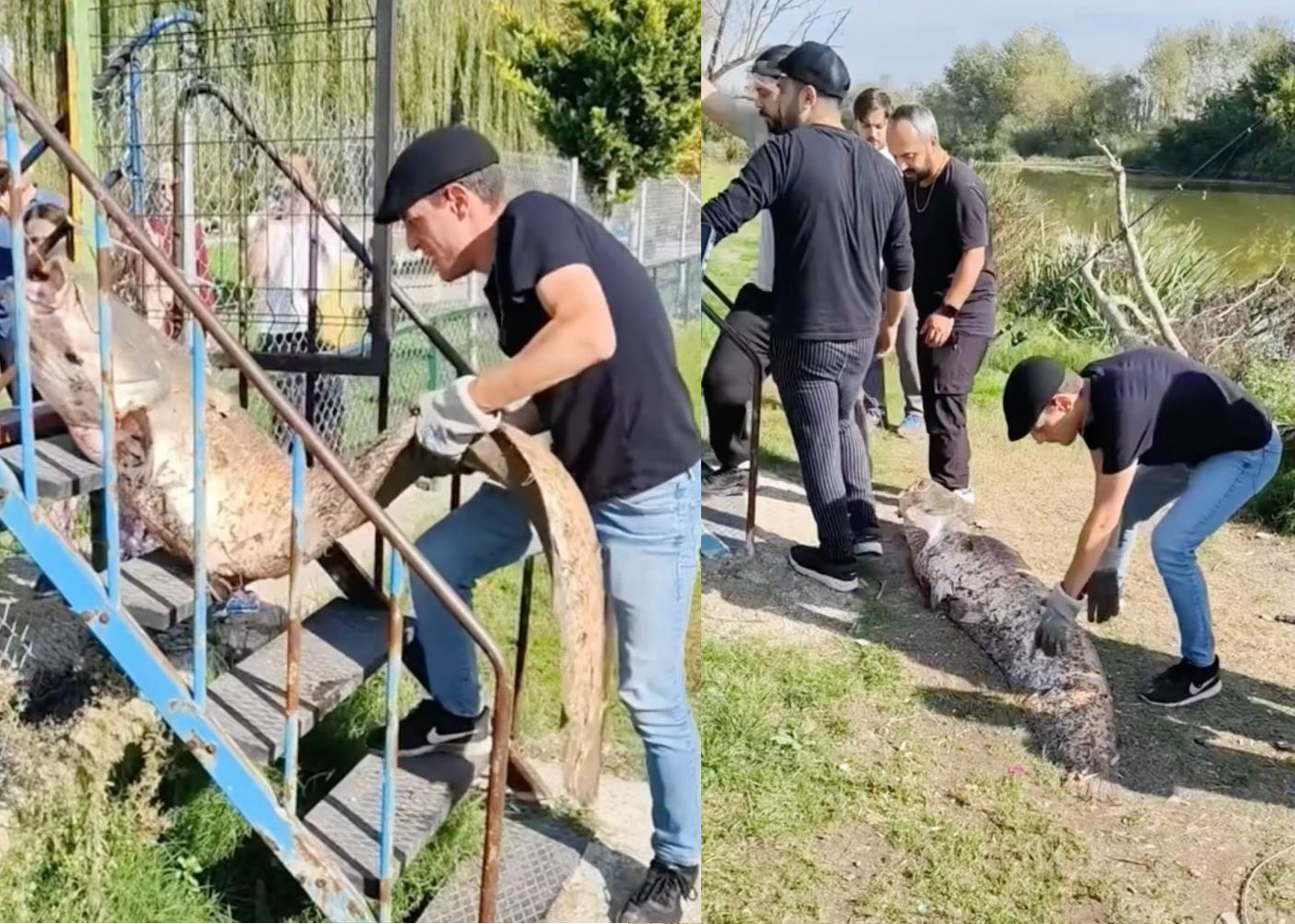 Amatör balıkçı 50 kilo ağırlığında yakaladığı balığı 20 bin TL'ye sattı