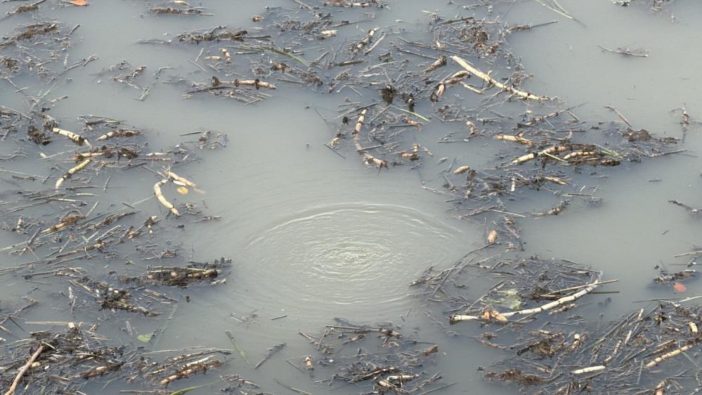 Önce Sapanca ardından Efteni Gölü'nde korkutan olay