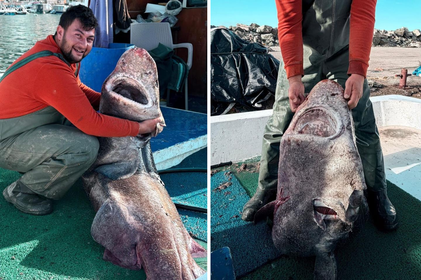 Yalova'da balıkçının ağına 4 metre uzunluğunda köpek balığı takıldı