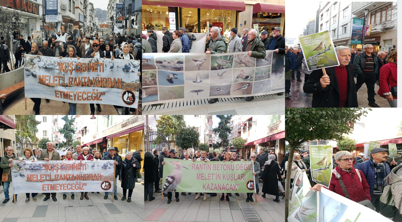 Beton Değil, Yaşam İstiyoruz: Ordu’nun Doğa Direnişi 7. Haftasında!