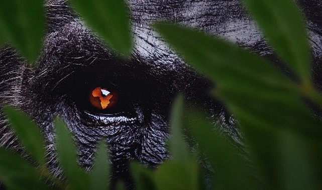 7 Bölümden Oluşan 'Afrika: Vahşi Yuvamız',   3 ve 4 Ekim Cumartesi/Pazar Günleri 15.15'te Art Arda Bölümlerle National Geographic'te İzleyicilerle Buluşuyor