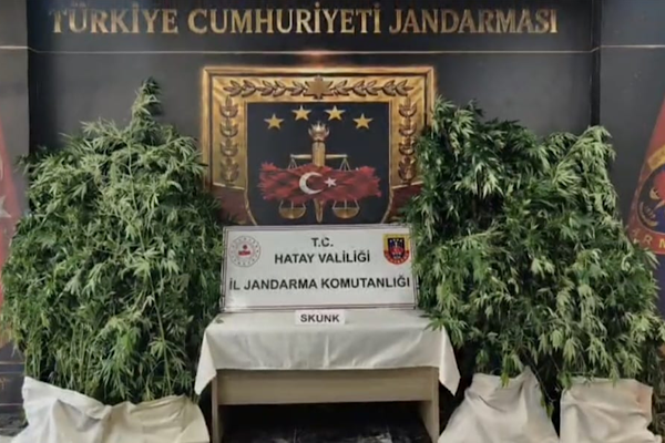 Hatay’da uyuşturucu operasyonunda 371 kök kenevir ele geçirildi Hatay’da uyuşturucu operasyonunda 371 kök kenevir ele geçirildi