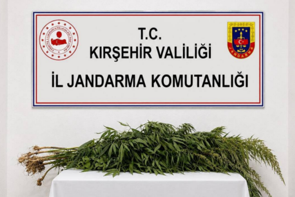 Kırşehir’de iki kişinin evinde 30 kök kenevir ele geçirildi Kırşehir’de iki kişinin evinde 30 kök kenevir ele geçirildi