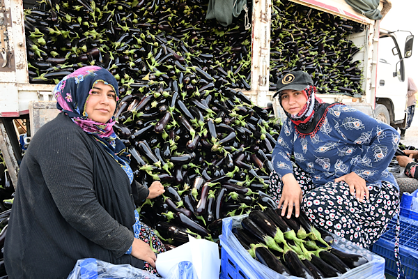 Manisa’da selden zarar gören üreticiye ücretsiz fide desteği