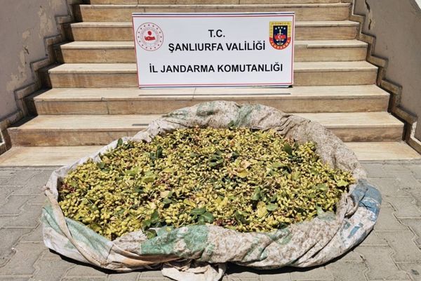 Şanlıurfa’da 380 kilo fıstık çalan 4 şüpheli yakalandı Şanlıurfa’da 380 kilo fıstık çalan 4 şüpheli yakalandı