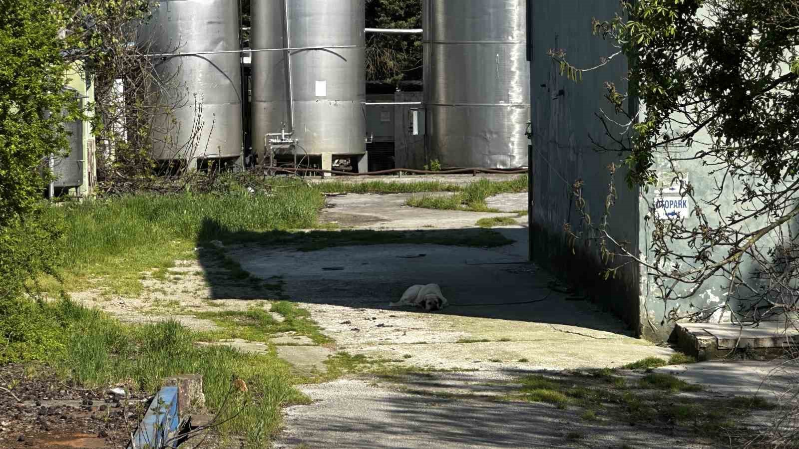 10 yıldır ödenmeyen süt paraları için fabrika önünde toplandılar
