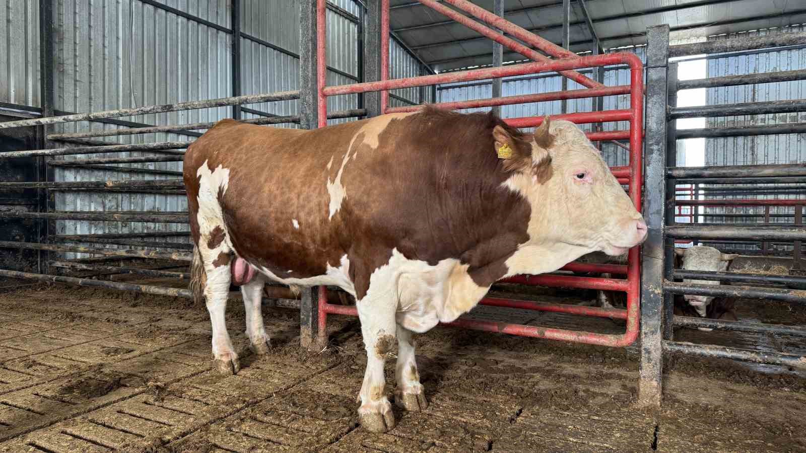 1,5 tonluk dev tosun, 950 bin liraya vitrine çıktı
