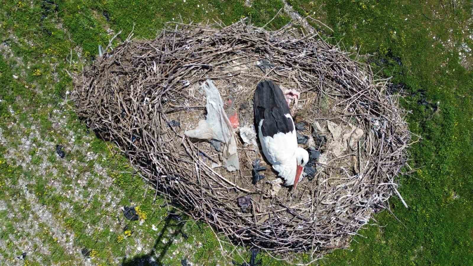 15 yıllık ’komşu’: Leylek ’Ciran’ ailenin maskotu oldu
