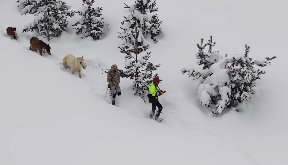 2 bin 100 rakımlı kışlada aylarca kar altında mahsur kalan atları köyün gençleri kurtardı

