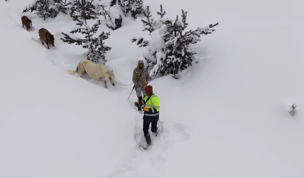 2 bin 100 rakımlı kışlada aylarca kar altında mahsur kalan atları köyün gençleri kurtardı
