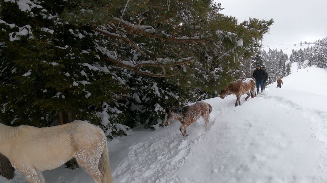 2 bin 100 rakımlı kışlada aylarca kar altında mahsur kalan atları köyün gençleri kurtardı
