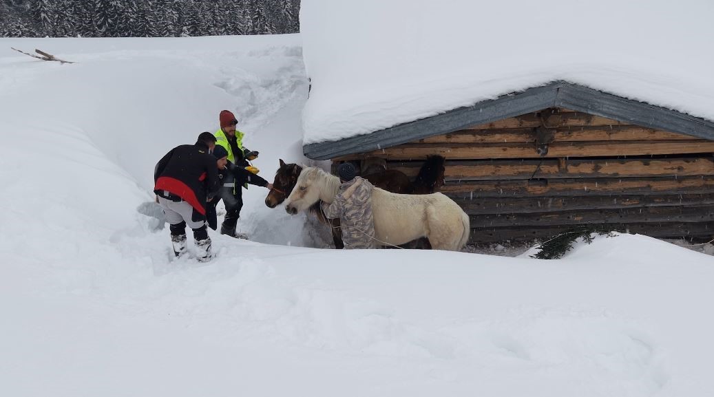2 bin 100 rakımlı kışlada aylarca kar altında mahsur kalan atları köyün gençleri kurtardı
