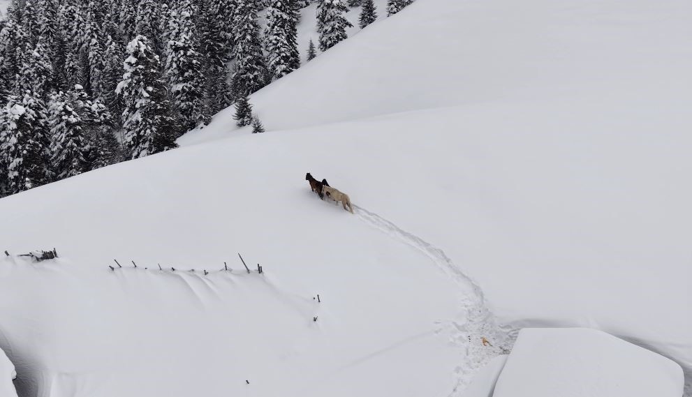 2 bin 100 rakımlı kışlada aylarca kar altında mahsur kalan atları köyün gençleri kurtardı
