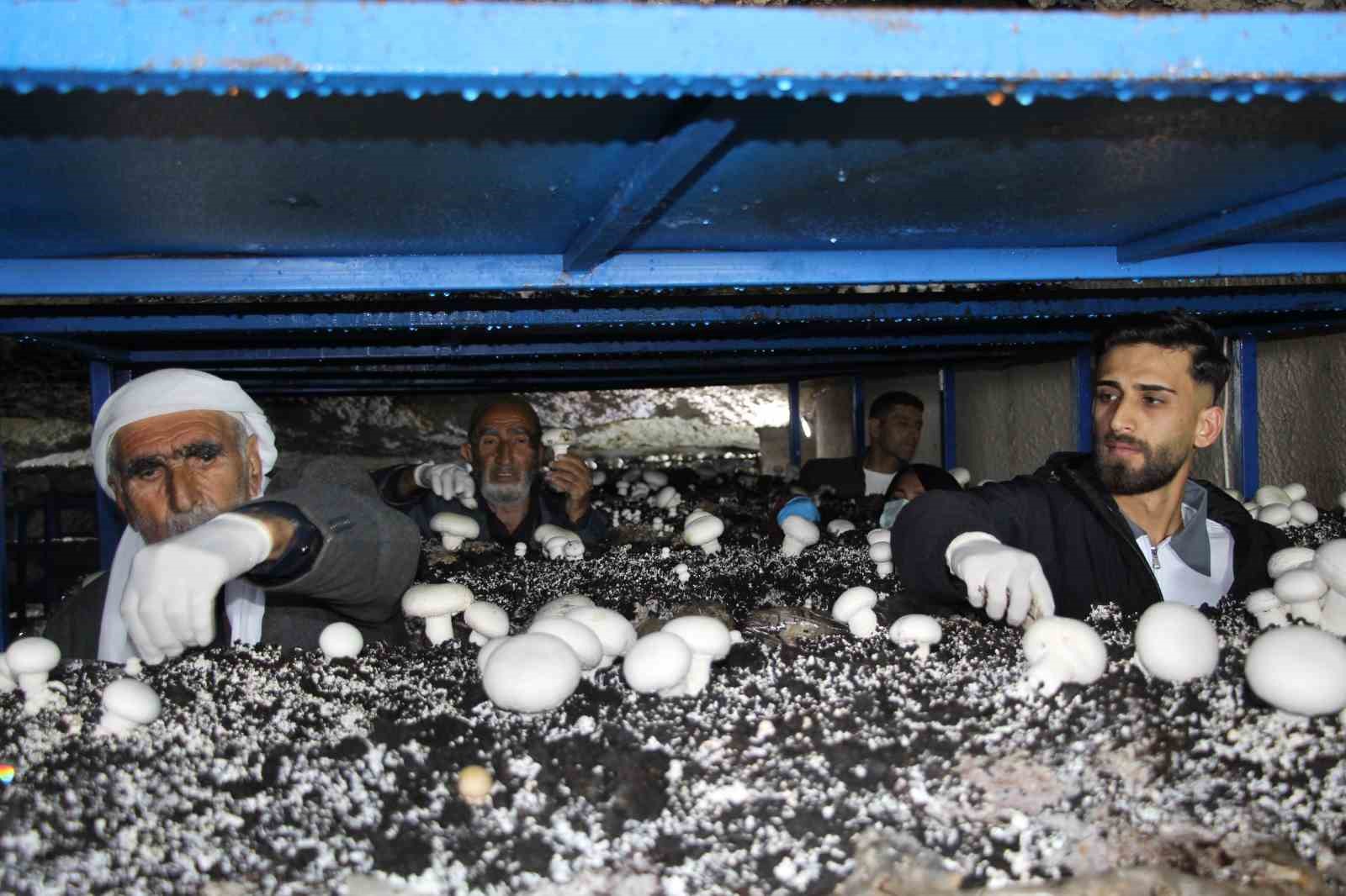 2 bin yıllık tarihi mağarada mantar üretim tesisi kurdu
2 bin yıllık tarihi mağarada mantar üretim tesisi kurdu