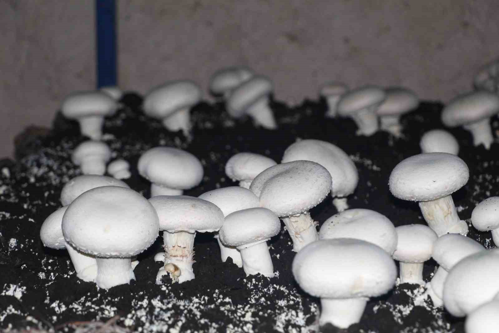 2 bin yıllık tarihi mağarada mantar üretim tesisi kurdu
2 bin yıllık tarihi mağarada mantar üretim tesisi kurdu