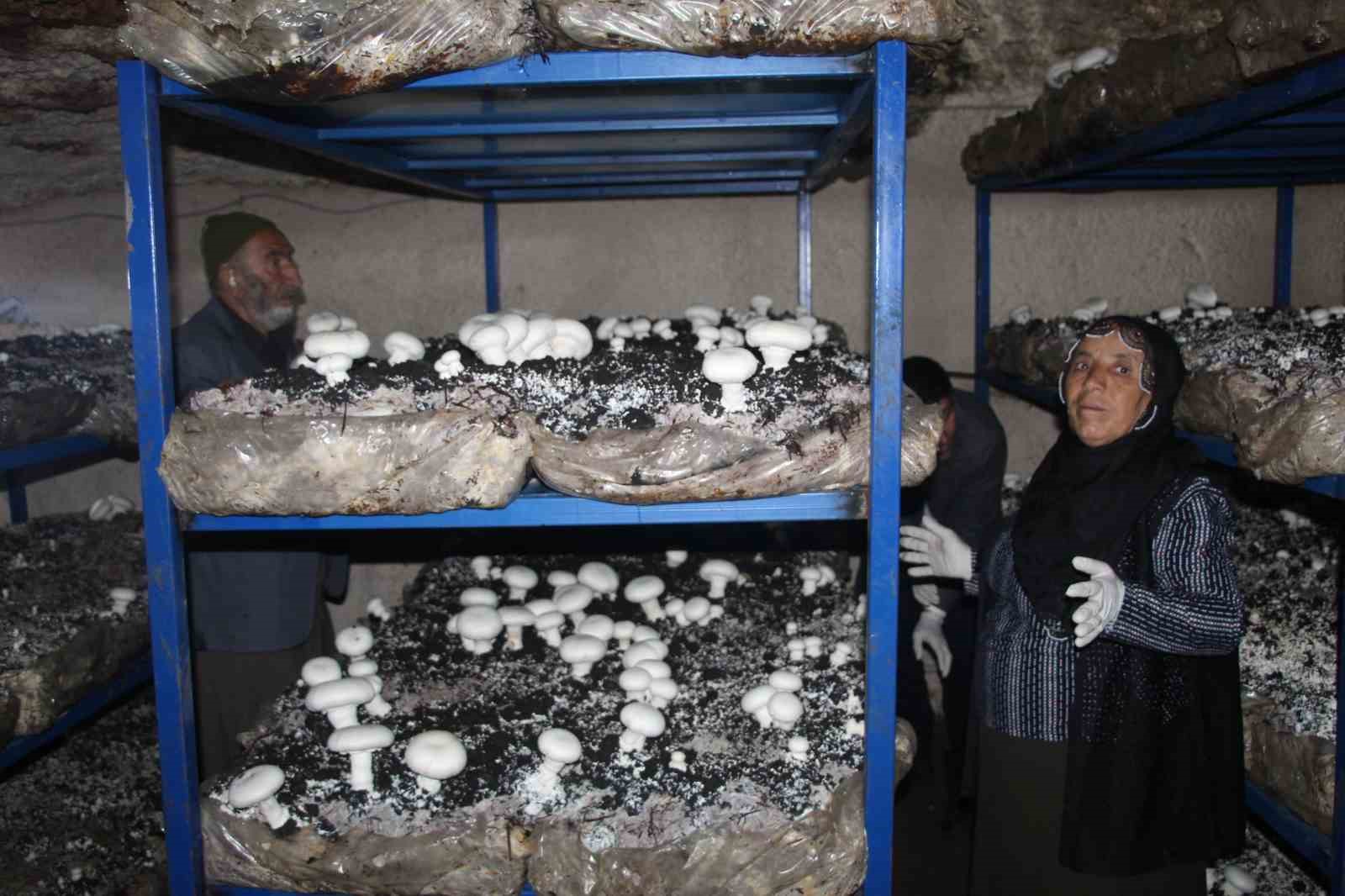 2 bin yıllık tarihi mağarada mantar üretim tesisi kurdu
2 bin yıllık tarihi mağarada mantar üretim tesisi kurdu