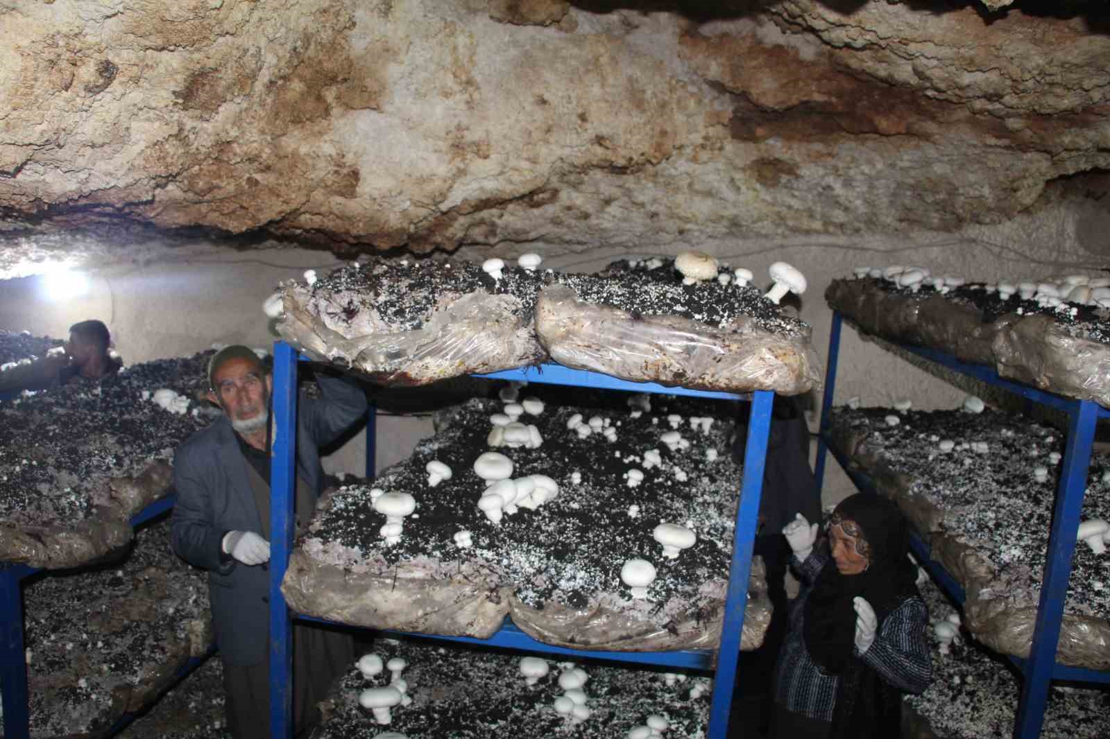 2 bin yıllık tarihi mağarada mantar üretim tesisi kurdu
2 bin yıllık tarihi mağarada mantar üretim tesisi kurdu