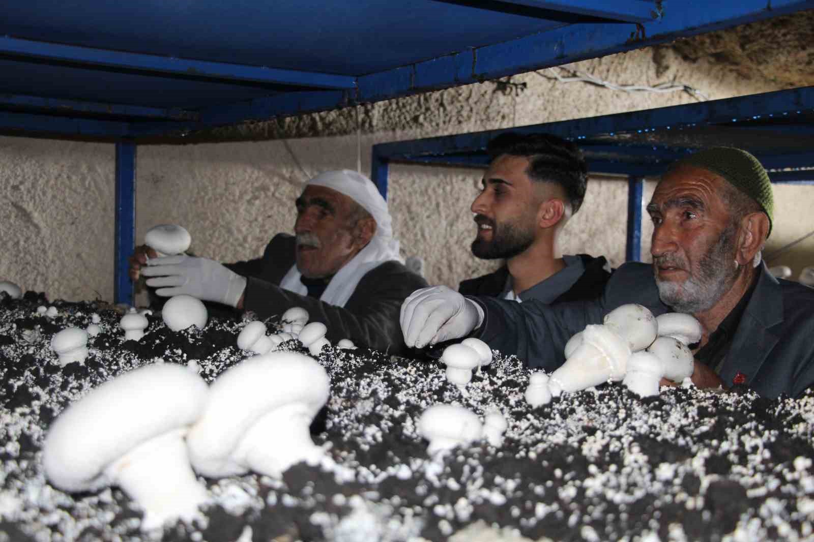 2 bin yıllık tarihi mağarada mantar üretim tesisi kurdu
2 bin yıllık tarihi mağarada mantar üretim tesisi kurdu