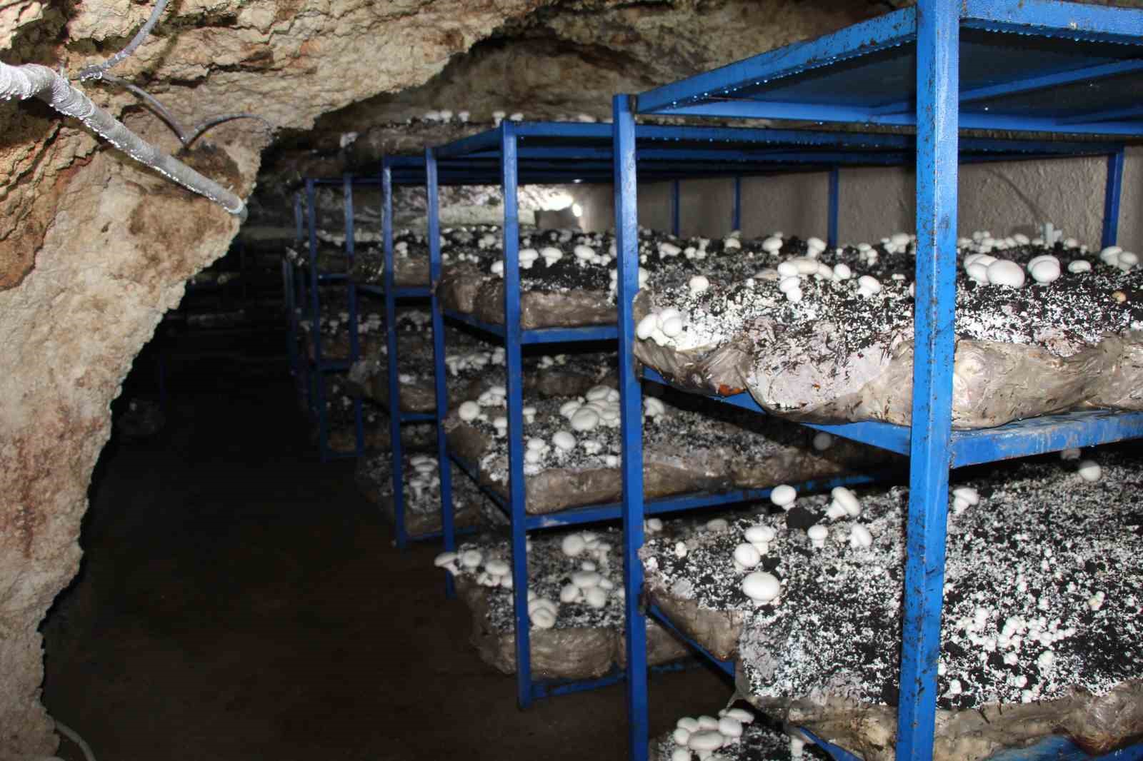 2 bin yıllık tarihi mağarada mantar üretim tesisi kurdu
2 bin yıllık tarihi mağarada mantar üretim tesisi kurdu