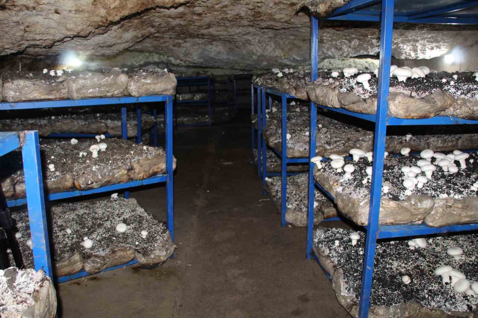 2 bin yıllık tarihi mağarada mantar üretim tesisi kurdu
2 bin yıllık tarihi mağarada mantar üretim tesisi kurdu