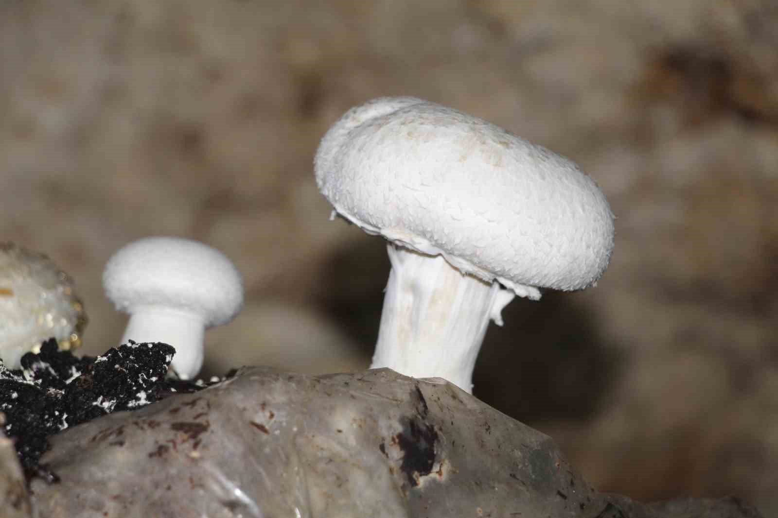 2 bin yıllık tarihi mağarada mantar üretim tesisi kurdu
2 bin yıllık tarihi mağarada mantar üretim tesisi kurdu