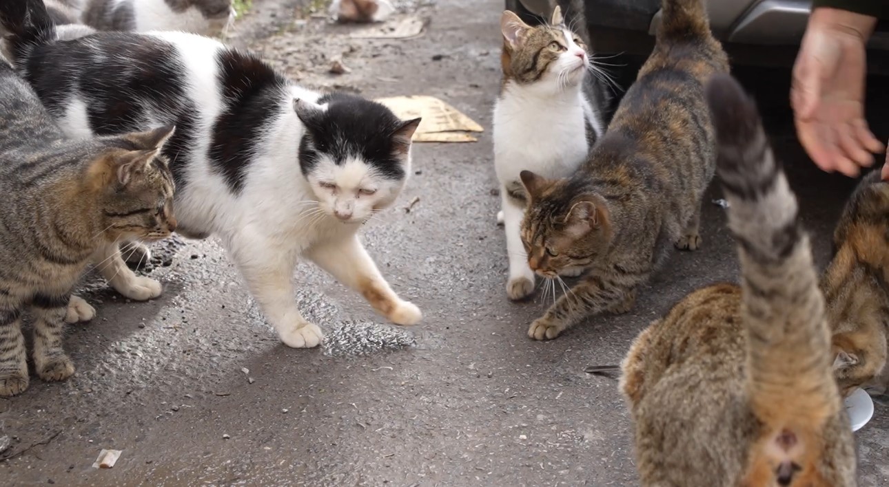 20 yıldır sokak kedilerine annelik yapıyor: "Sadece sevgi istiyorlar"
20 yıldır sokak kedilerine annelik yapıyor: "Sadece sevgi istiyorlar"
