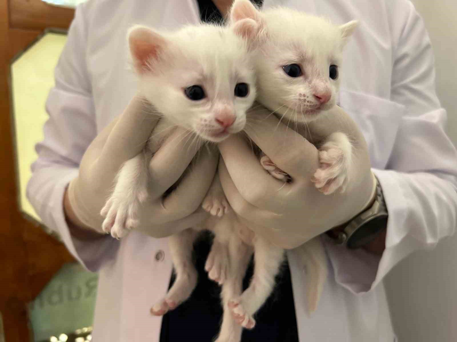 2026 yılının ilk Van kedisi yavruları doğdu
