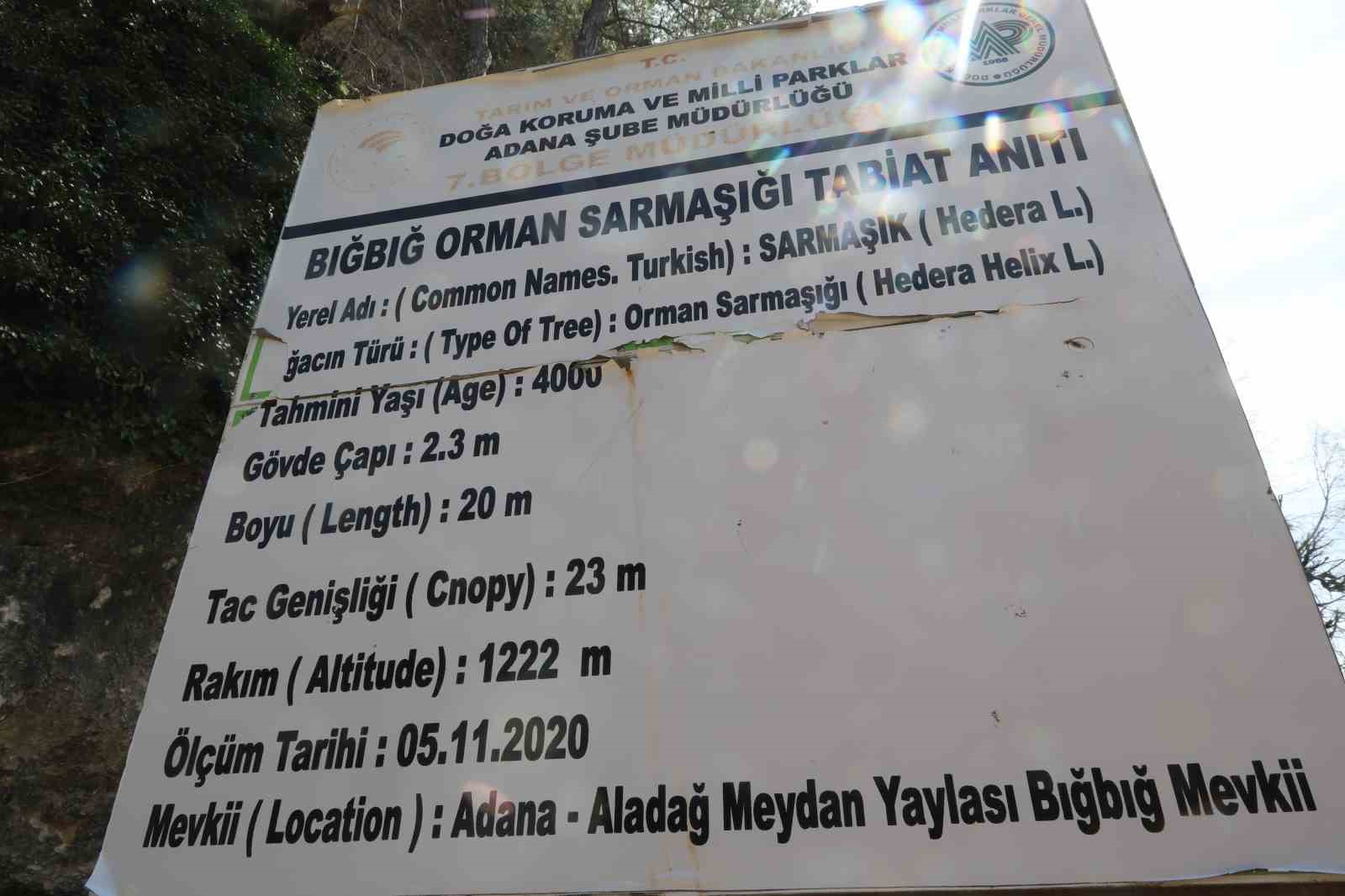 4 bin yıllık sarmaşığın gölgesinde baharı karşıladılar
