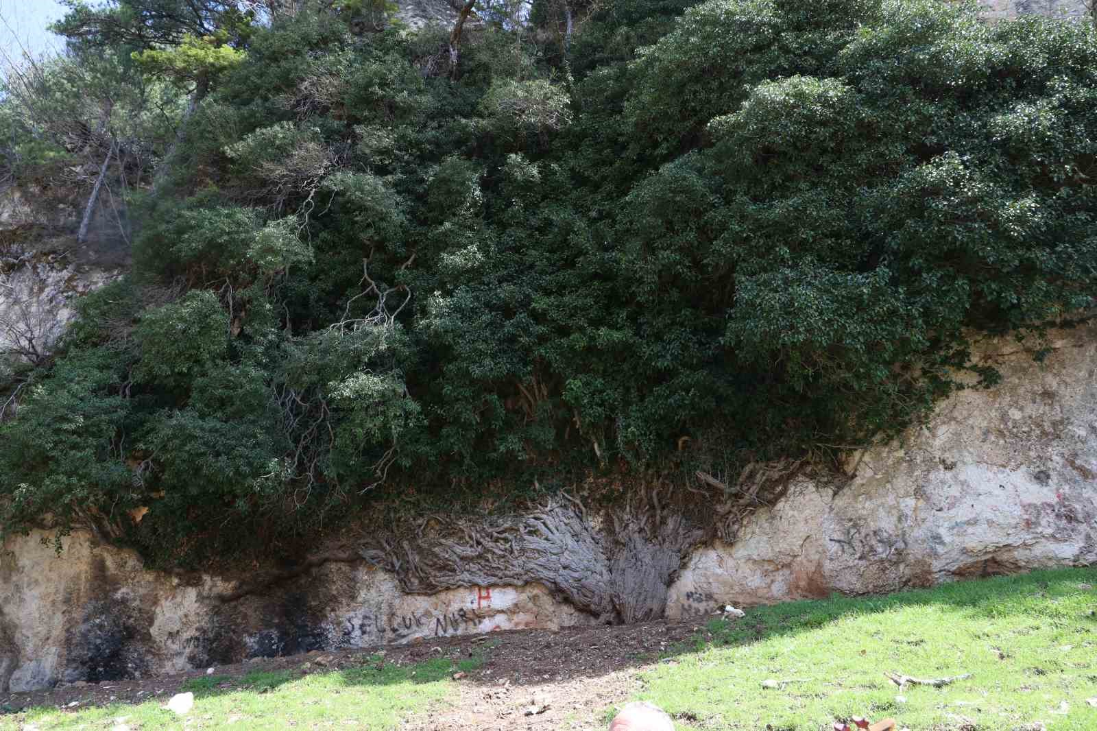 4 bin yıllık sarmaşığın gölgesinde baharı karşıladılar
