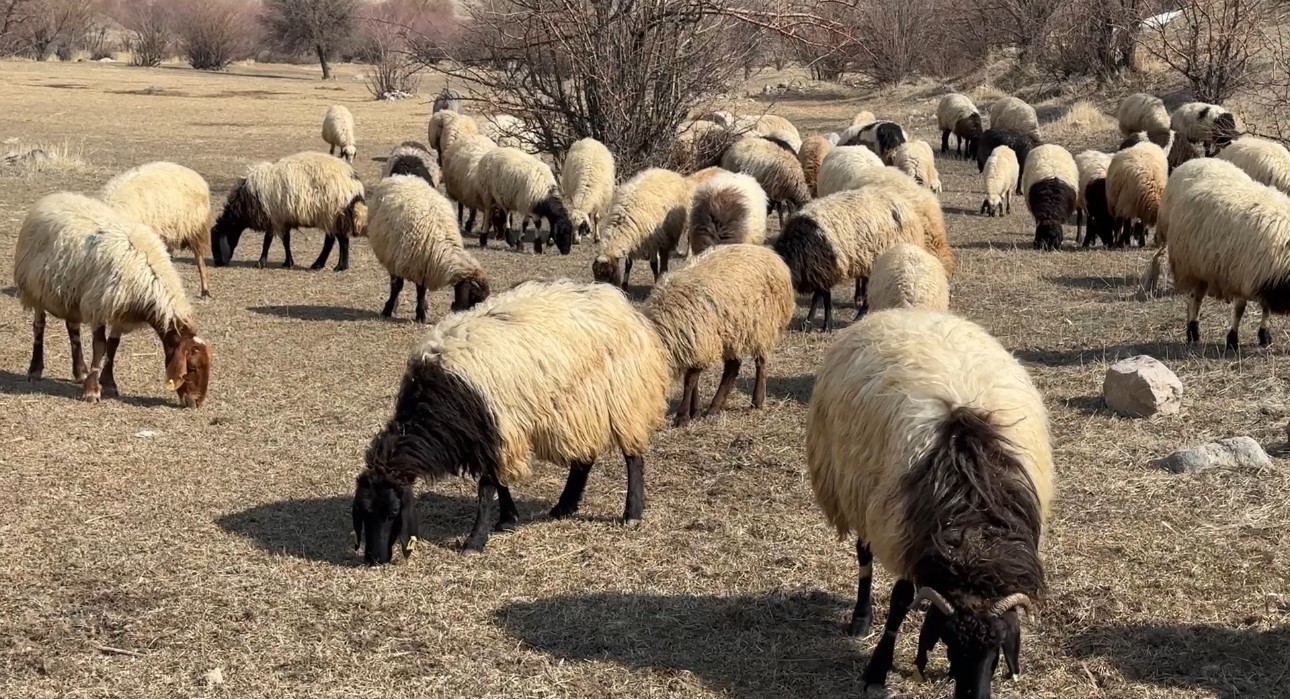 40 kilometre arayla iki mevsim: Yüksekova’da kar, Esendere’de bahar mesaisi
