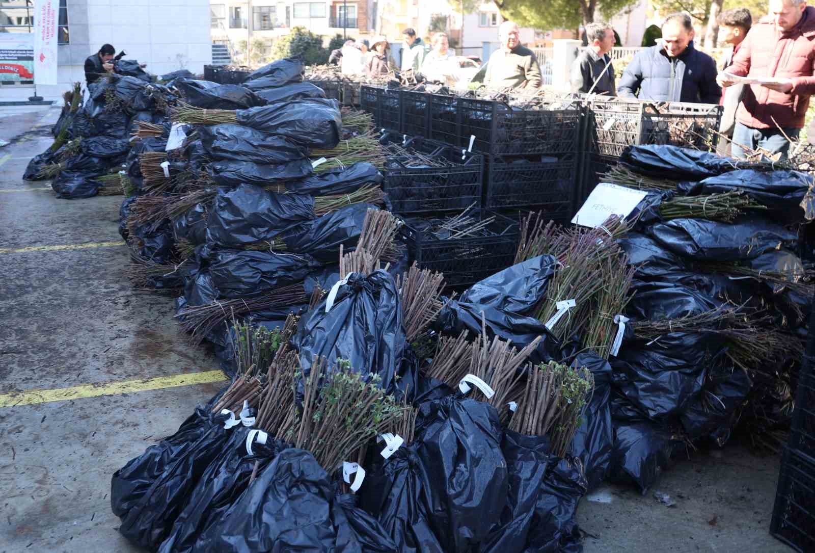 50 bin adet üzümsü fidan dağıtıldı
50 bin adet üzümsü fidan dağıtıldı